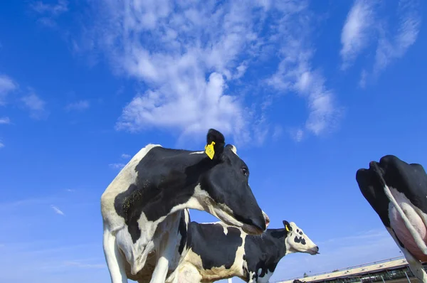 Cows in a farm of dairy plant on a sunny day with blue sky