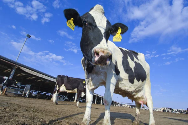 Cows in a farm of dairy plant on a sunny day with blue sky