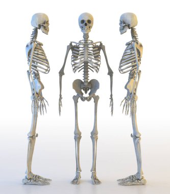 İnsan iskelet küme. 3D çizim