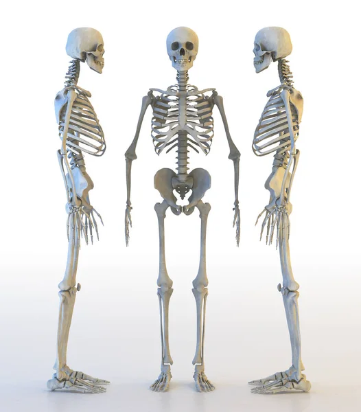 Människans skelett set. 3D illustration — Stockfoto