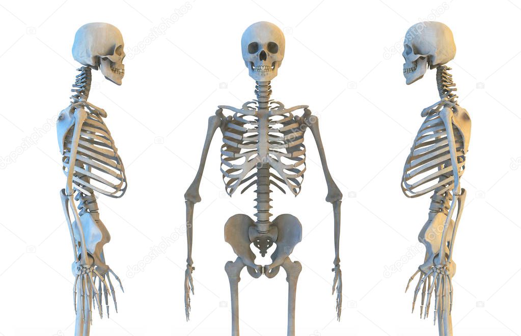 Human skeleton set. 3D illustration