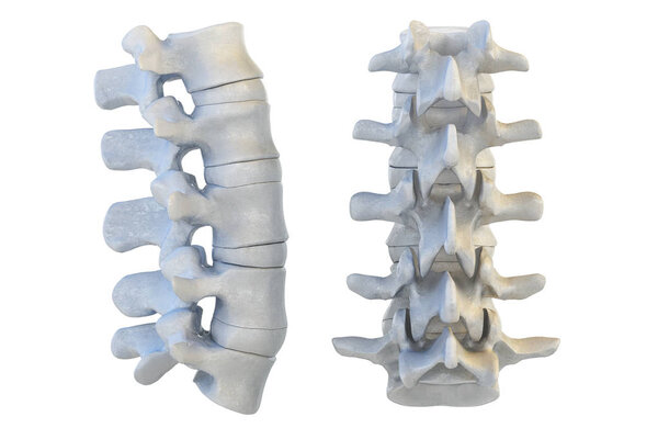 Human vertebrae. 3D illustration