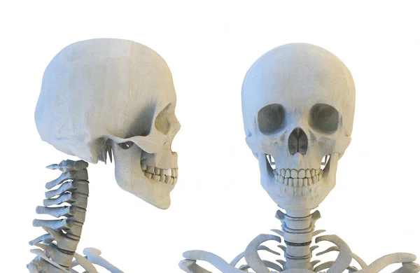 Människans skelett set. 3D illustration — Stockfoto