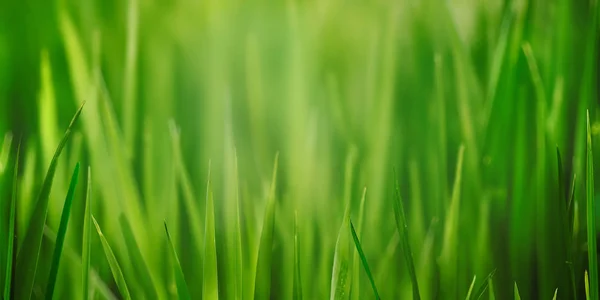 Fresh grass field close up with bokeh backround — Stock Photo, Image