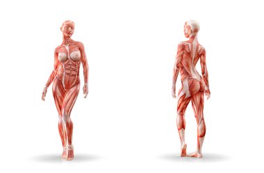 Kas anatomisi kadın figürü egzersiz, izole. Sağlık, fitness, dans, diyet ve spor kavram. 3D çizim