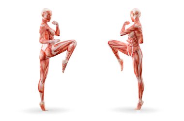 Kas anatomisi kadın figürü egzersiz, izole. Sağlık, fitness, dans, diyet ve spor kavram. 3D çizim