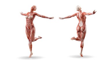 Kas anatomisi kadın figürü egzersiz, izole. Sağlık, fitness, dans, diyet ve spor kavram. 3D çizim