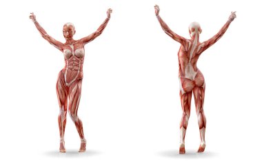 Kas anatomisi kadın figürü egzersiz, izole. Sağlık, fitness, dans, diyet ve spor kavram. 3D çizim
