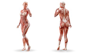 Kas anatomisi kadın figürü egzersiz, izole. Sağlık, fitness, dans, diyet ve spor kavram. 3D çizim