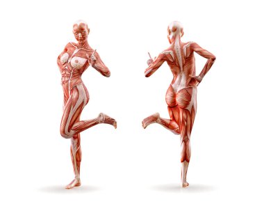 Kas anatomisi kadın figürü egzersiz, izole. Sağlık, fitness, dans, diyet ve spor kavram. 3D çizim