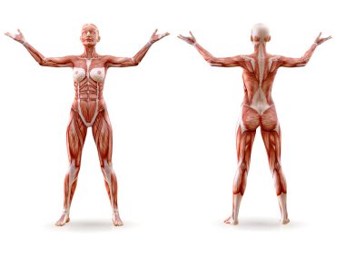 Kas anatomisi kadın figürü egzersiz, izole. Sağlık, fitness, dans, diyet ve spor kavram. 3D çizim