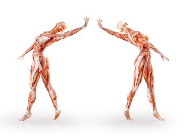 Kas anatomisi kadın figürü egzersiz, izole. Sağlık, fitness, dans, diyet ve spor kavram. 3D çizim