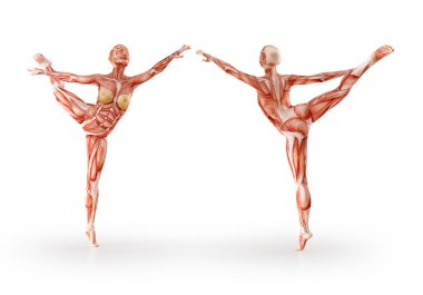 Kas anatomisi kadın figürü egzersiz, izole. Sağlık, fitness, dans, diyet ve spor kavram. 3D çizim