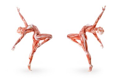 Kas anatomisi kadın figürü egzersiz, izole. Sağlık, fitness, dans, diyet ve spor kavram. 3D çizim