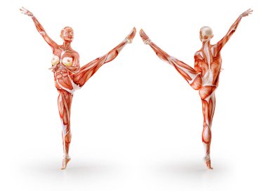 Kas anatomisi kadın figürü egzersiz, izole. Sağlık, fitness, dans, diyet ve spor kavram. 3D çizim