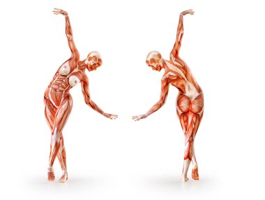 Kas anatomisi kadın figürü egzersiz, izole. Sağlık, fitness, dans, diyet ve spor kavram. 3D çizim