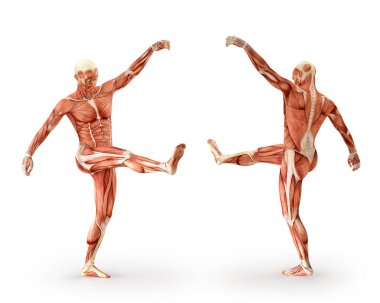 Kas anatomisi rakam egzersiz, üzerinde beyaz izole. Sağlık, fitness ve spor kavram. 3D çizim