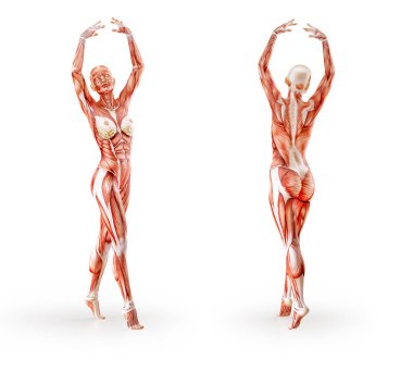Kas anatomisi kadın figürü egzersiz, izole. Sağlık, fitness, dans, diyet ve spor kavram. 3D çizim