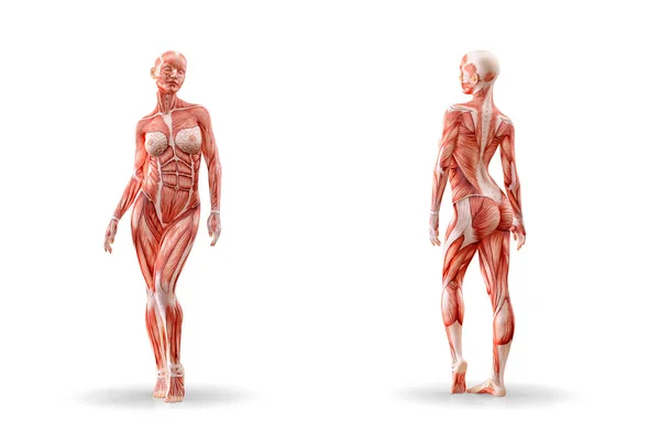 Kas anatomisi kadın figürü egzersiz, izole. Sağlık, fitness, dans, diyet ve spor kavram. 3D çizim — Stok fotoğraf