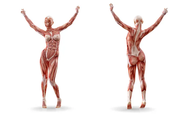 М'язи анатомії жіночої фігури тренування, ізольовані. Охорона здоров'я, фітнес, танці, дієта та спортивна концепція. 3D ілюстрація — стокове фото