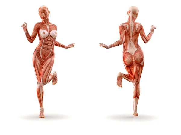 Anatomía muscular ejercicio físico femenino, aislado. Salud, fitness, baile, dieta y concepto deportivo. Ilustración 3D — Foto de Stock