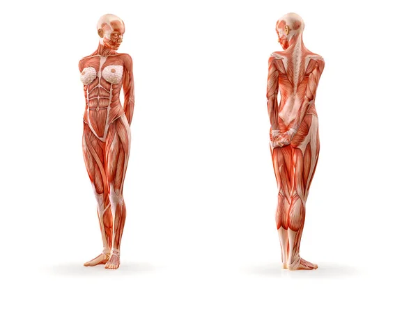 Anatomía muscular ejercicio físico femenino, aislado. Salud, fitness, baile, dieta y concepto deportivo. Ilustración 3D — Foto de Stock