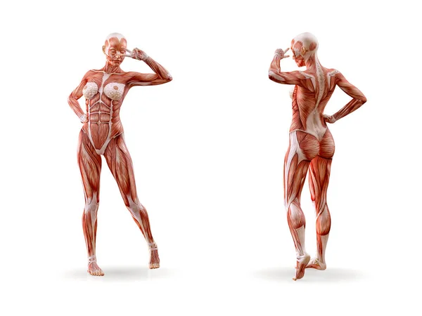 Anatomia muscular treino de figura feminina, isolado. Saúde, fitness, dança, dieta e conceito de esporte. Ilustração 3D — Fotografia de Stock