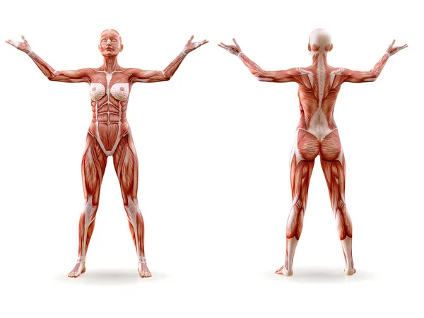 Anatomie musculaire silhouette féminine entraînement, isolé. Soins de santé, fitness, danse, régime alimentaire et concept sportif. Illustration 3D — Photo
