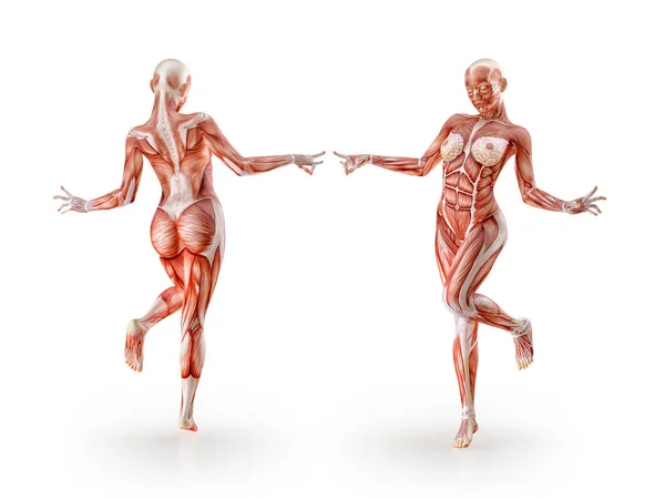 Anatomia muscolare figura femminile allenamento, isolato. Sanità, fitness, danza, dieta e sport. Illustrazione 3D — Foto Stock