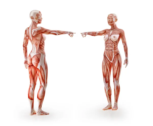 Anatomia muscular treino de figura feminina, isolado. Saúde, fitness, dança, dieta e conceito de esporte. Ilustração 3D — Fotografia de Stock