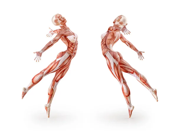 Anatomia muscular treino de figura feminina, isolado. Saúde, fitness, dança, dieta e conceito de esporte. Ilustração 3D — Fotografia de Stock