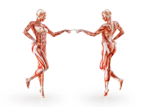 Anatomía muscular ejercicio físico femenino, aislado. Salud, fitness, baile, dieta y concepto deportivo. Ilustración 3D — Foto de Stock