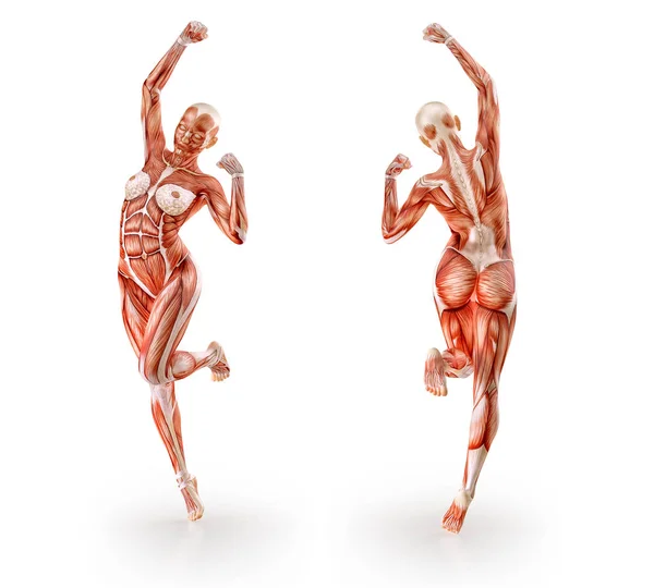 Мышцы анатомии женской фигуры тренировки, изолированные. Здравоохранение, фитнес, танцы, диета и спорт концепция. 3D иллюстрация — стоковое фото