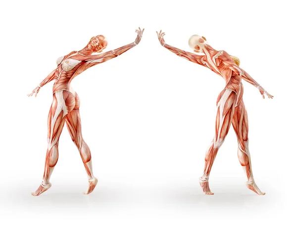 Izmok anatómia nőalak edzés, elszigetelt. Egészségügyi ellátás, a fitnesz, a tánc, a diéta és a sport koncepció. 3D-s illusztráció — Stock Fotó
