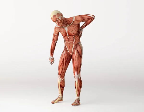 М'язи анатомії фігури з болем в хребті. Медична, охорона здоров'я, фітнес та спортивна концепція. 3D ілюстрація — стокове фото