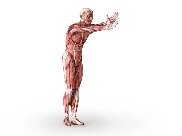 Figura de anatomía muscular, aislada. Concepto de salud. Ilustración 3D — Foto de Stock
