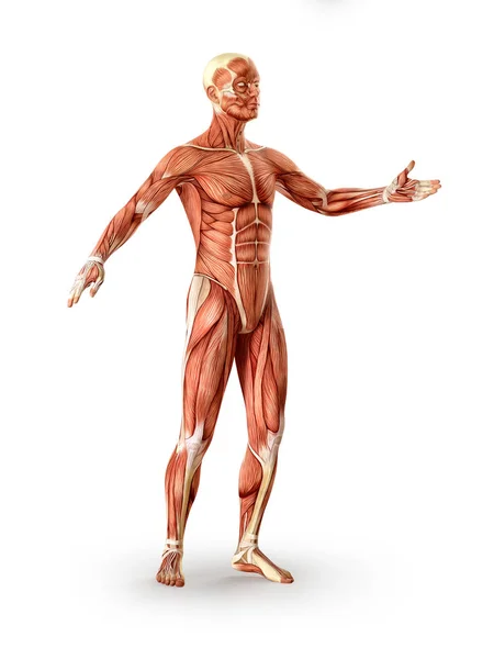 Figura de anatomía muscular, aislada. Concepto de salud. Ilustración 3D — Foto de Stock