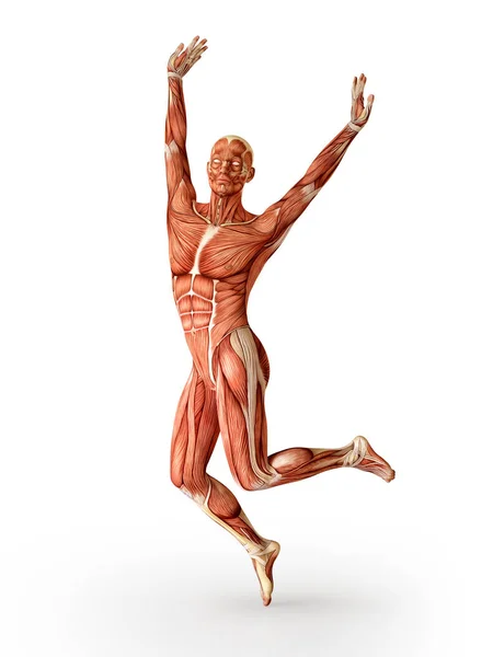 Anatomia mięśni rysunek skoki, na białym tle. — Zdjęcie stockowe