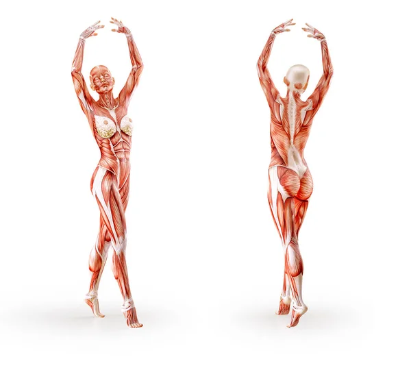 Anatomía muscular ejercicio físico femenino, aislado. Salud, fitness, baile, dieta y concepto deportivo. Ilustración 3D — Foto de Stock