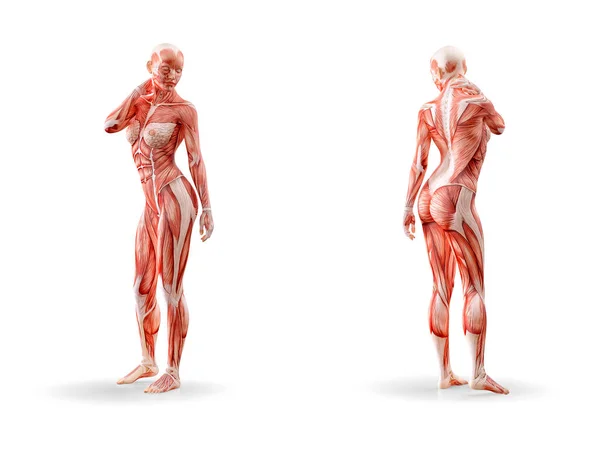 Anatomia muscular treino de figura feminina, isolado. Saúde, fitness, dança, dieta e conceito de esporte. Ilustração 3D — Fotografia de Stock