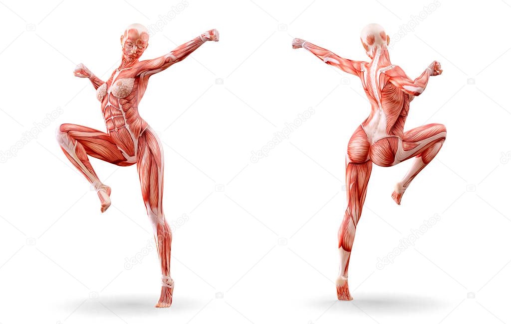 Muscles anatomy female figure workout, isolated.  Healthcare, fitness, dancing, diet and sport concept. 3D illustration