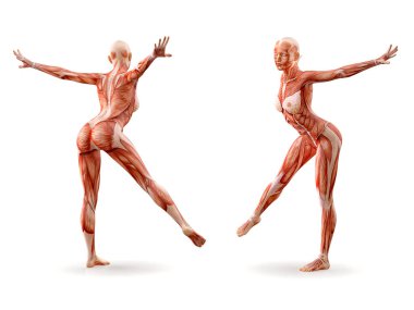 Kas anatomisi kadın figürü egzersiz, izole. Sağlık, fitness, dans, diyet ve spor kavram. 3D çizim