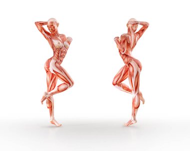 Kas anatomisi kadın figürü egzersiz, izole. Sağlık, fitness, dans, diyet ve spor kavram. 3D çizim