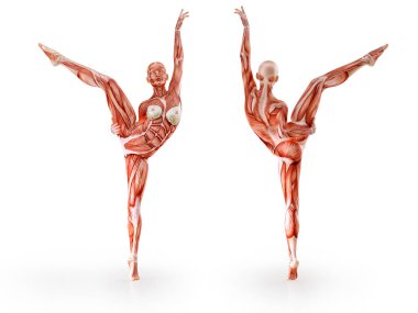 Kas anatomisi kadın figürü egzersiz, izole. Sağlık, fitness, dans, diyet ve spor kavram. 3D çizim