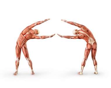 Kas anatomisi rakam egzersiz, üzerinde beyaz izole. Sağlık, fitness ve spor kavram. 3D çizim