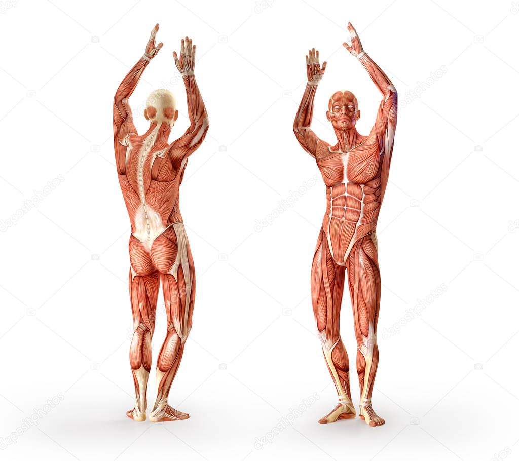 Muscles anatomy figure, standing hands