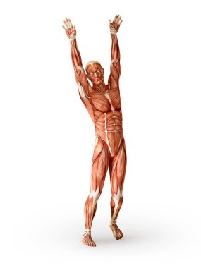 Kas anatomisi şekil, eller ayakta