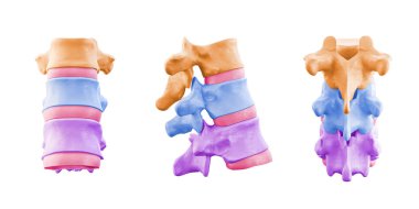 İnsan vertebra anatomisi. Renkli omurga