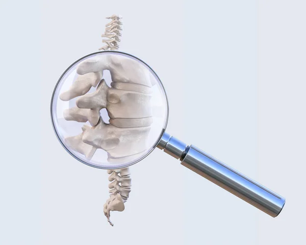 Anatomia vertebral humana através — Fotografia de Stock