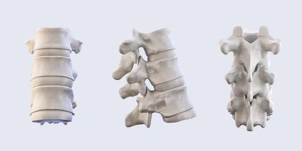 Human vertebrae anatomy. Spine vertebral — Stock Photo, Image